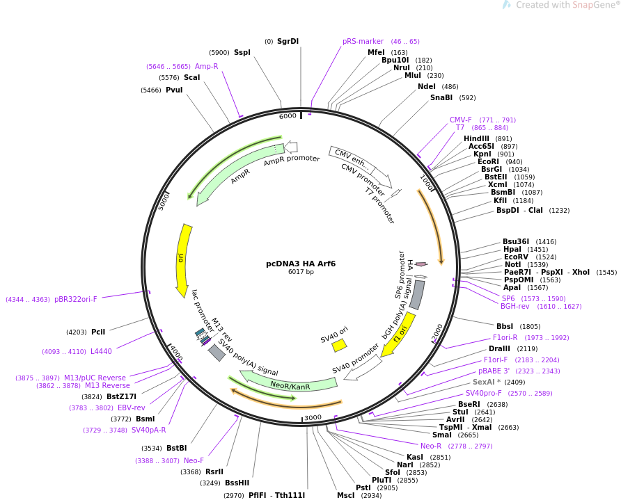 pcDNA3 HA Arf6质粒图
